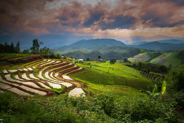 Pa Pong Pieng rižine terase - Tambon Chang Khoeng | Secret World Trip Planner