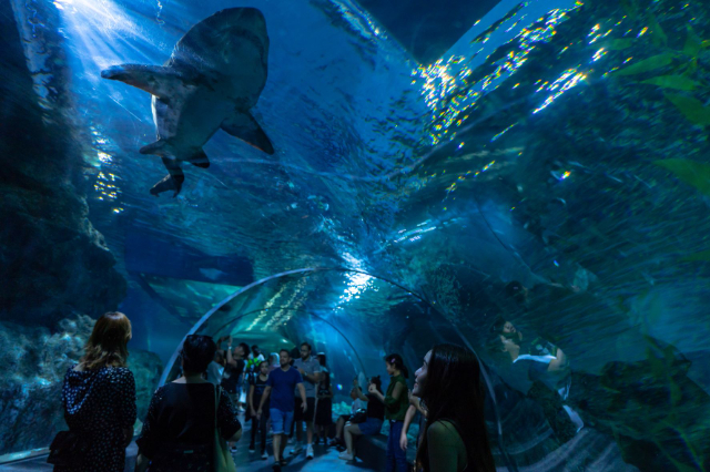 Sea Life Bangkok Ocean World - Khet Pathum Wan | Secret World Trip Planner