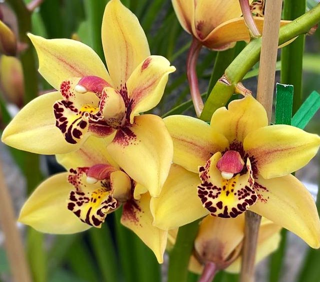 Samos: Grecka wyspa orchidei - Samos | Secret World Trip Planner