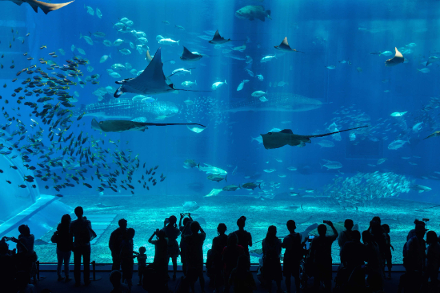 Underwater World Qingdao, - Qing Dao Shi | Secret World Trip Planner