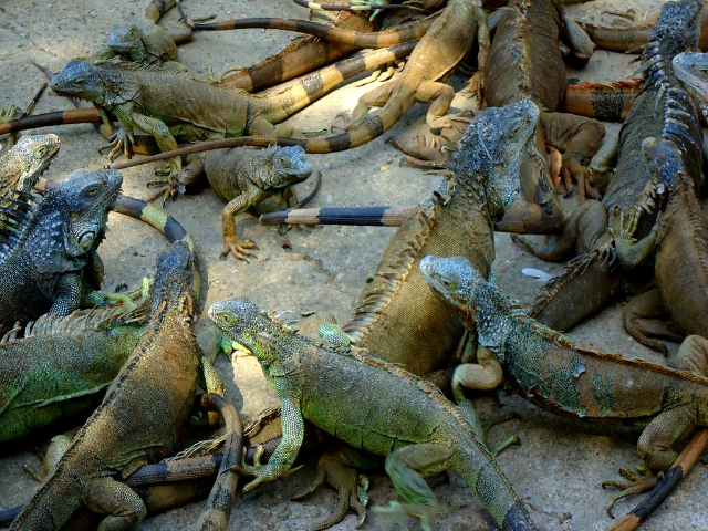 Iguana Farm - French Cay | Secret World Trip Planner