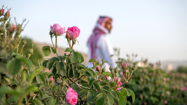 Páirceanna Rós Taif - Taif | Secret World Trip Planner