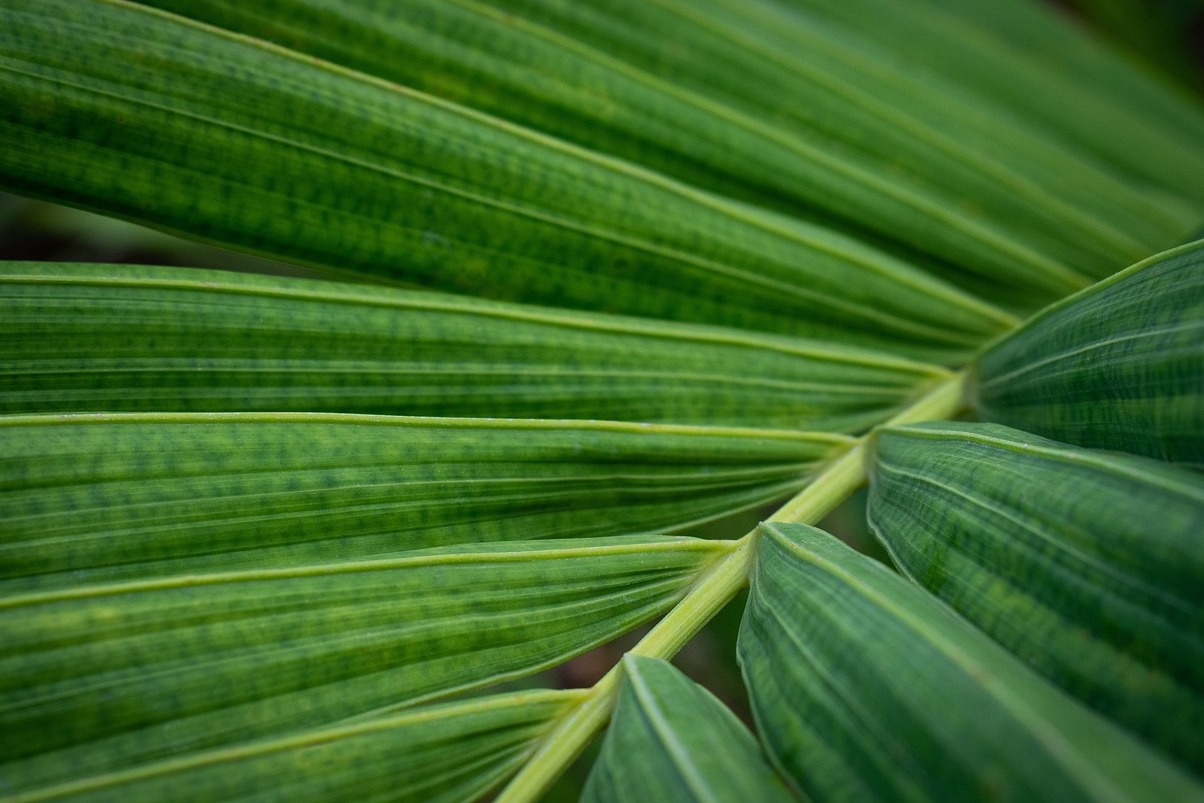 גן בוטני במונטריאול - Montréal | Secret World Trip Planner