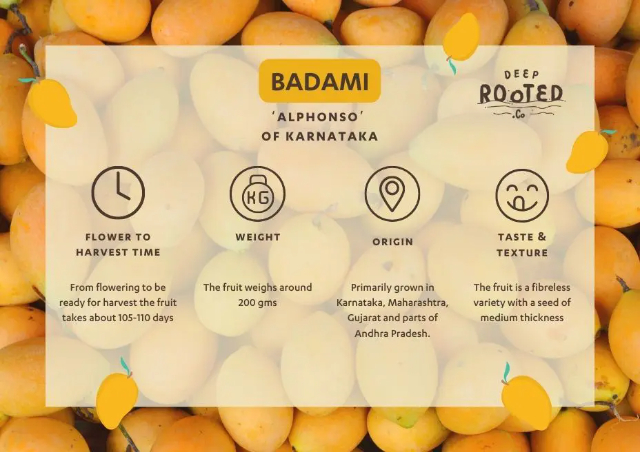 Badami the Alphonso of Karnataka