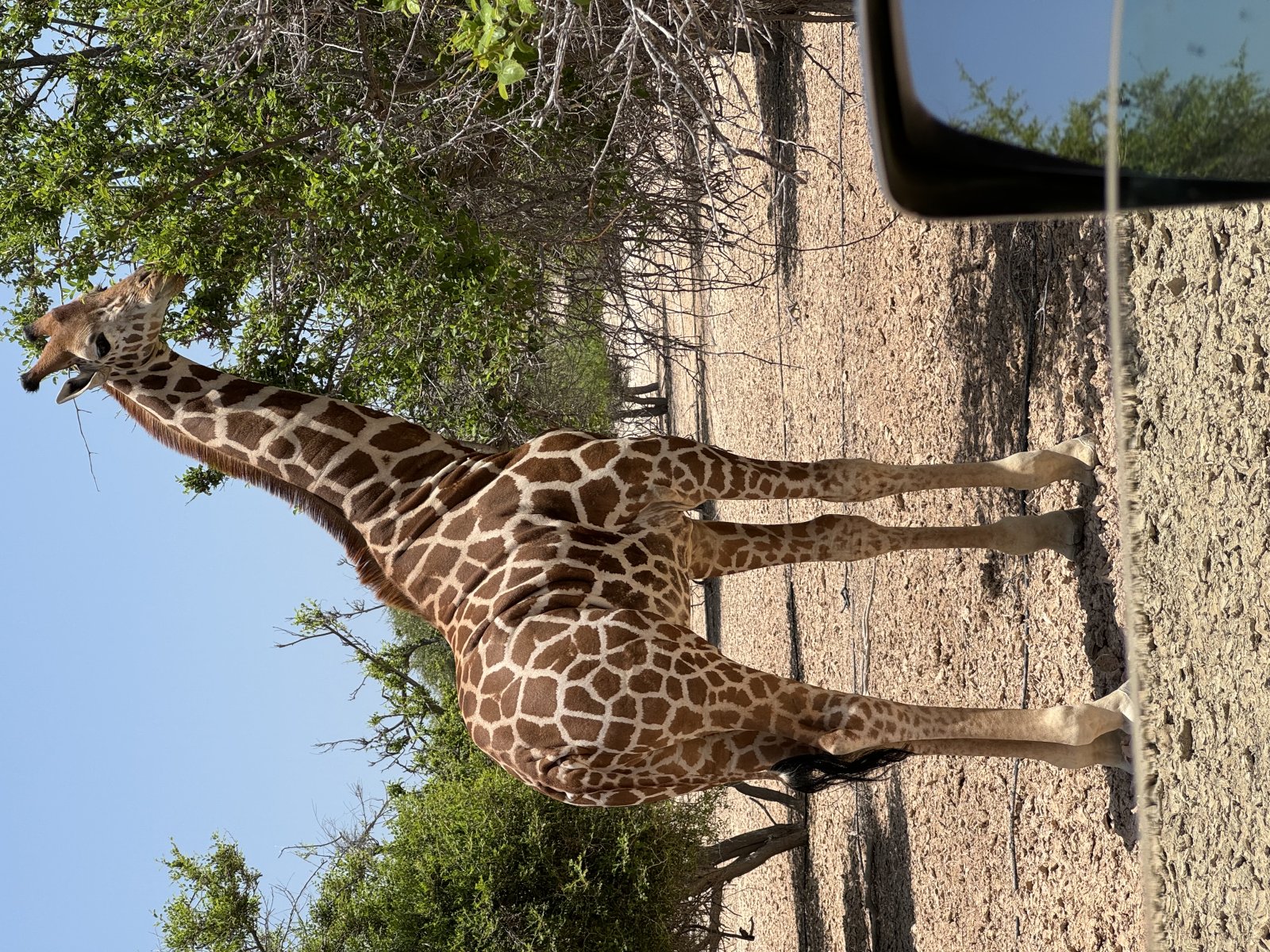 サーバニヤス島のアラビア野生動物公園 | Secret World Trip Planner