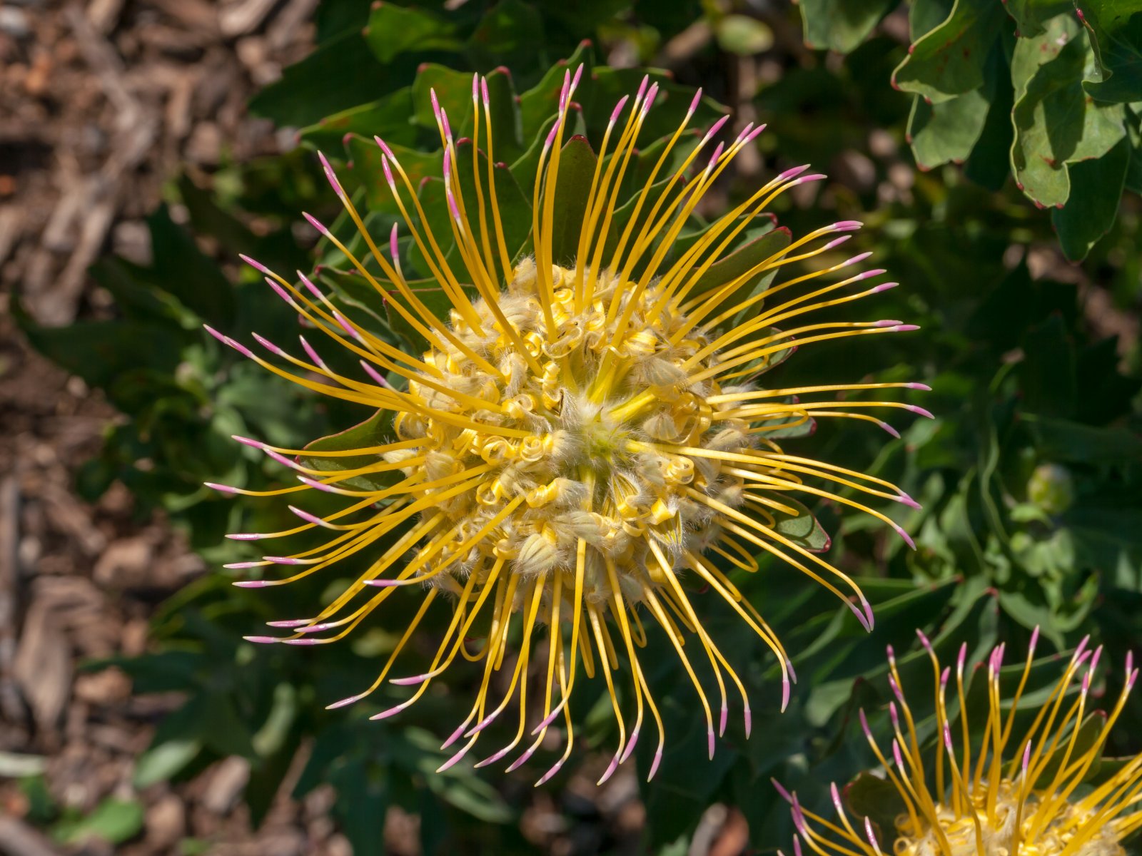 Ing Kirstenbosch Nasional Botanical Garden - Cape Town | Secret World Trip Planner