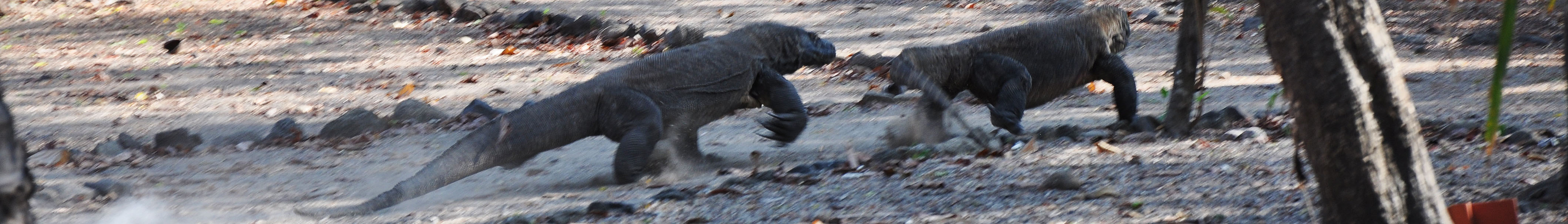 Indonésia | Ilha de Komodo e dragões - West Manggarai Regency | Secret World Trip Planner