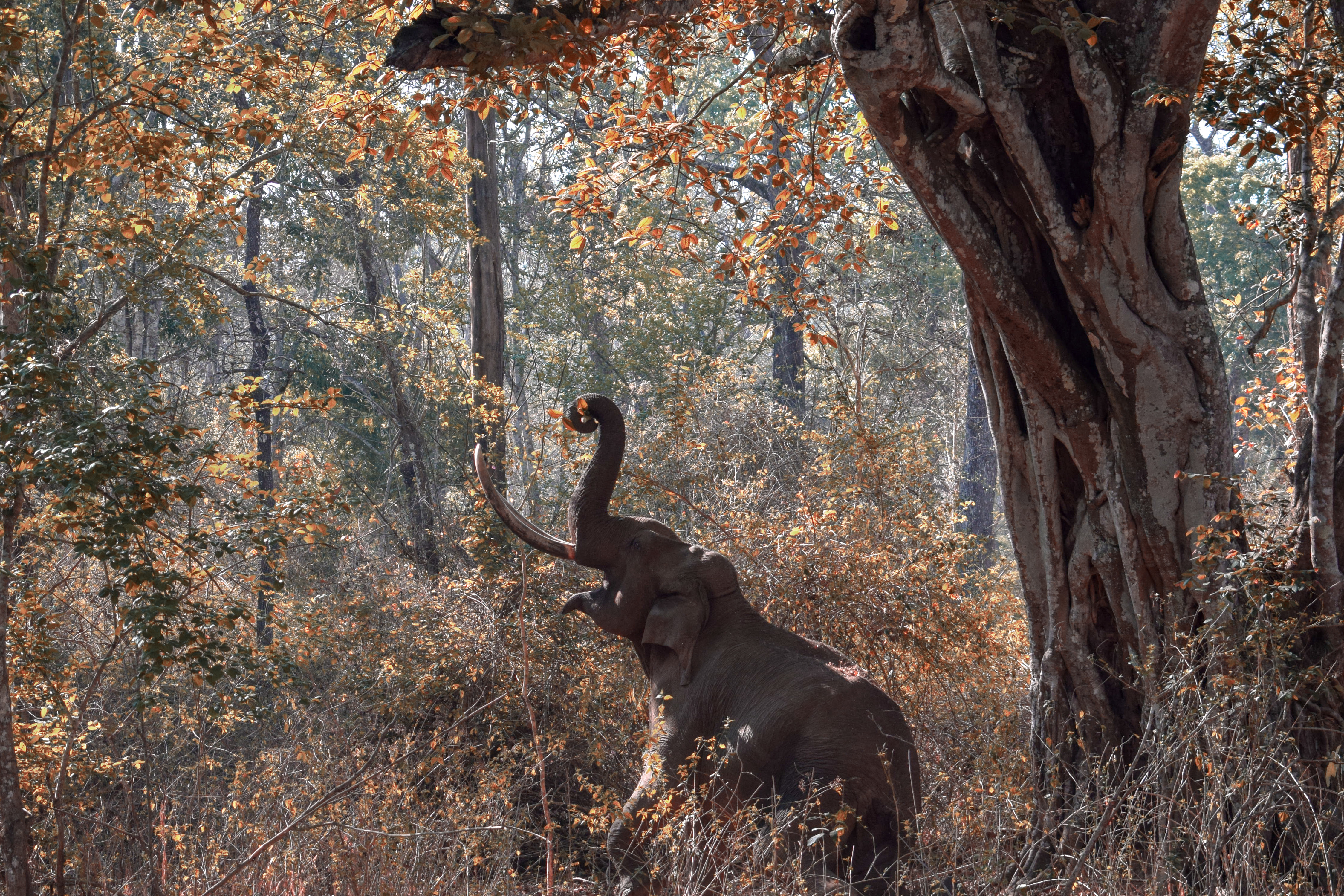 Inde | Parc national de Nagarhole (Parc Gandhi) - Hunsur | Secret World Trip Planner