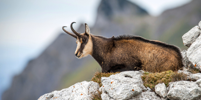 Il maestoso ritorno del camoscio appenninico - Lama dei Peligni | Secret World Trip Planner