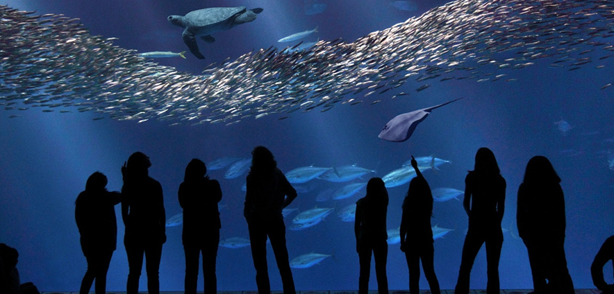 Aquário De Monterey Bay - Monterey | Secret World Trip Planner