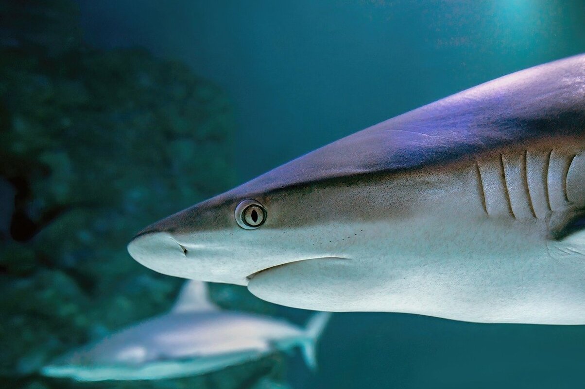 Aquário De Monterey Bay - Monterey | Secret World Trip Planner