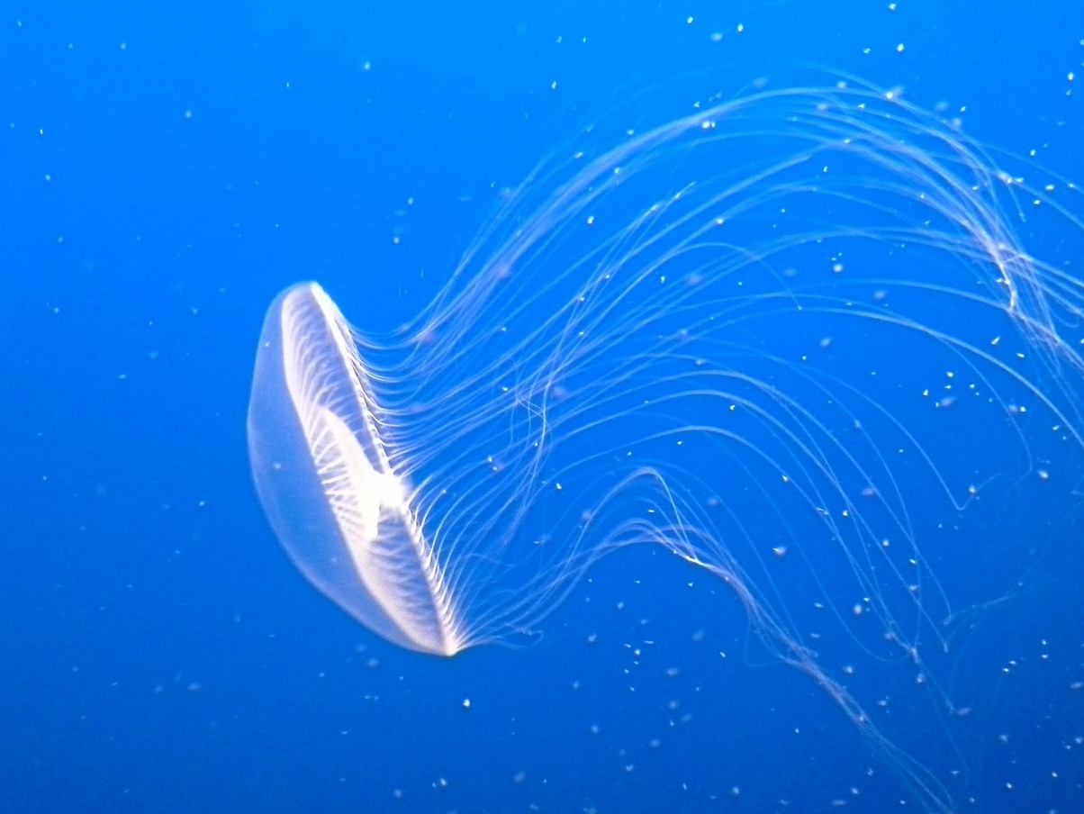 Aquário De Monterey Bay - Monterey | Secret World Trip Planner