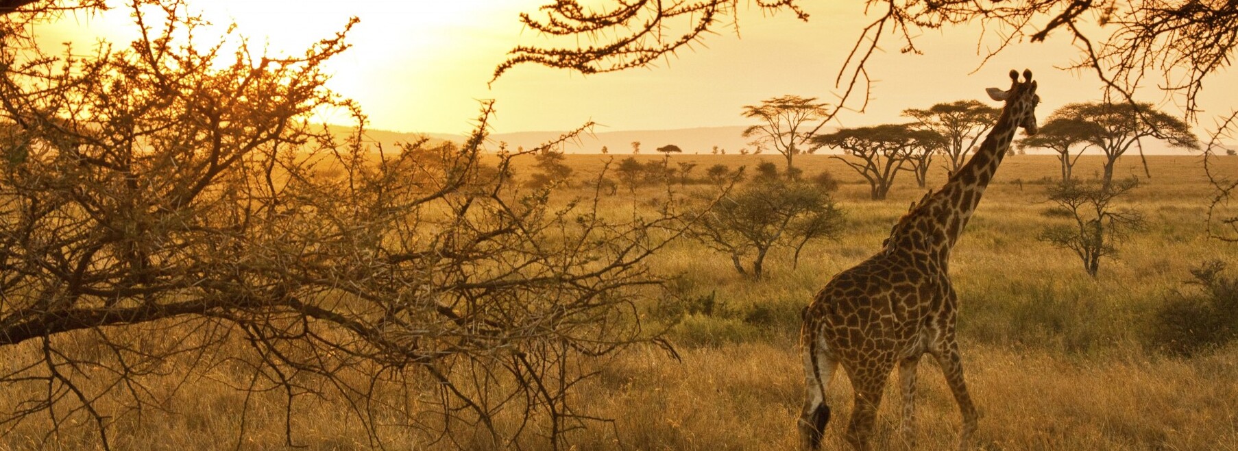 セレンゲティ国立公園はタンザニアの楽園です - Serengeti National Park | Secret World Trip Planner