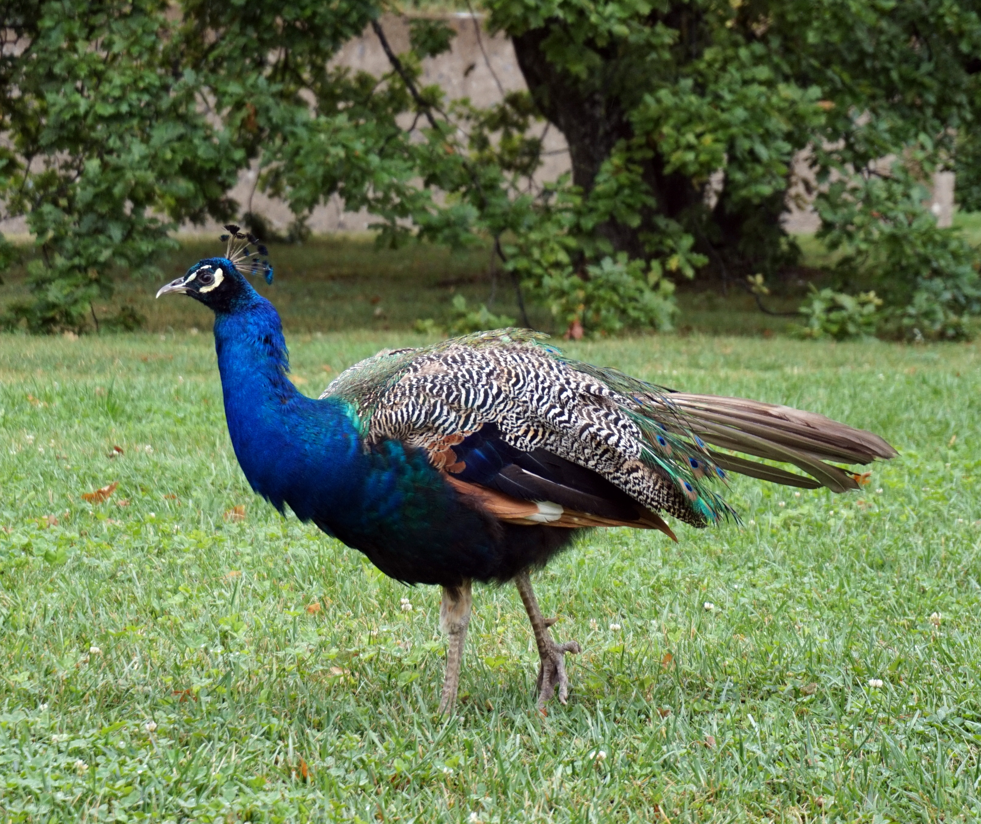 日内瓦：温室和植物园 - Ginevra | Secret World Trip Planner