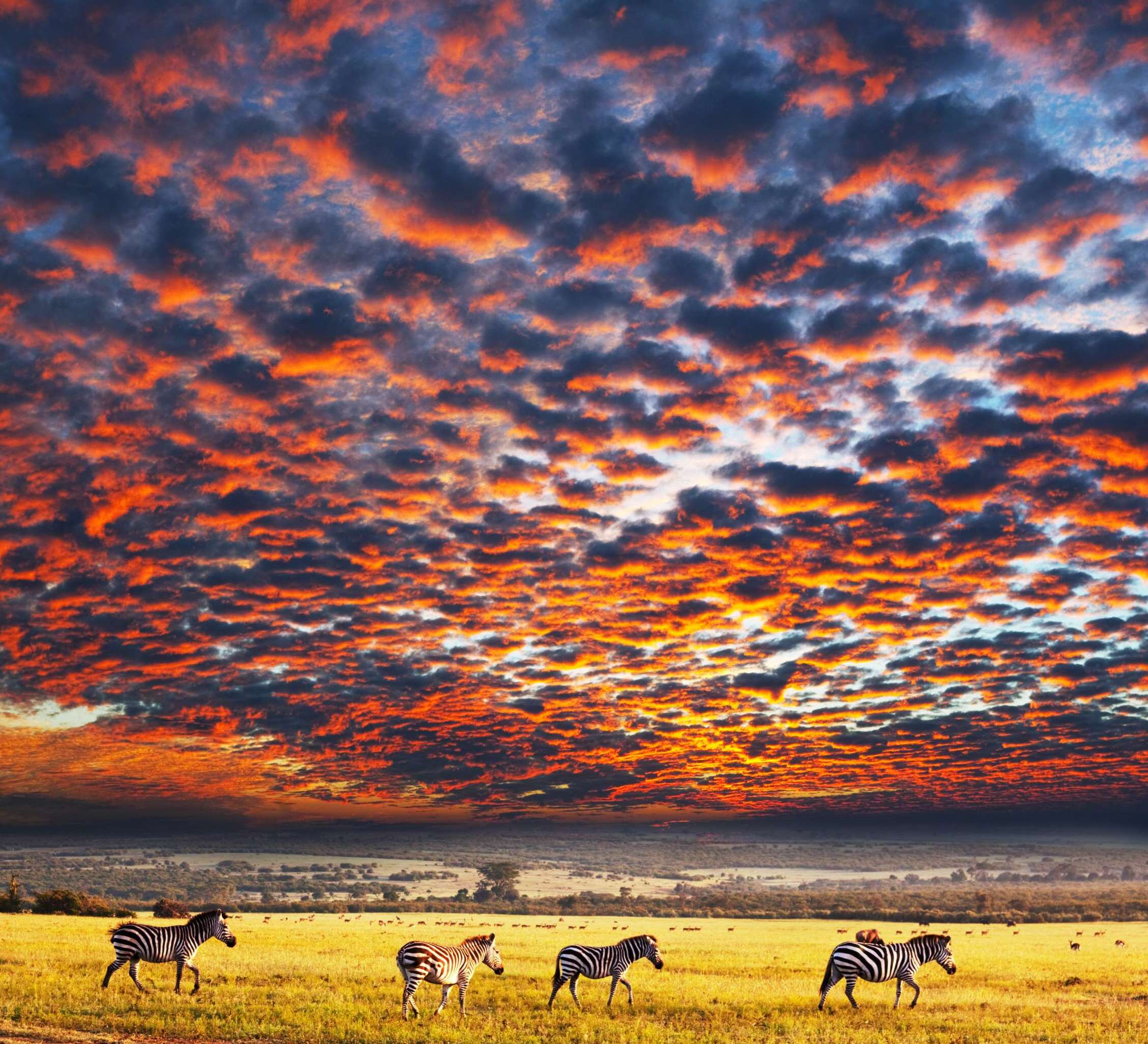 教科文组织：塞伦盖蒂国家公园 - Serengeti National Park | Secret World Trip Planner