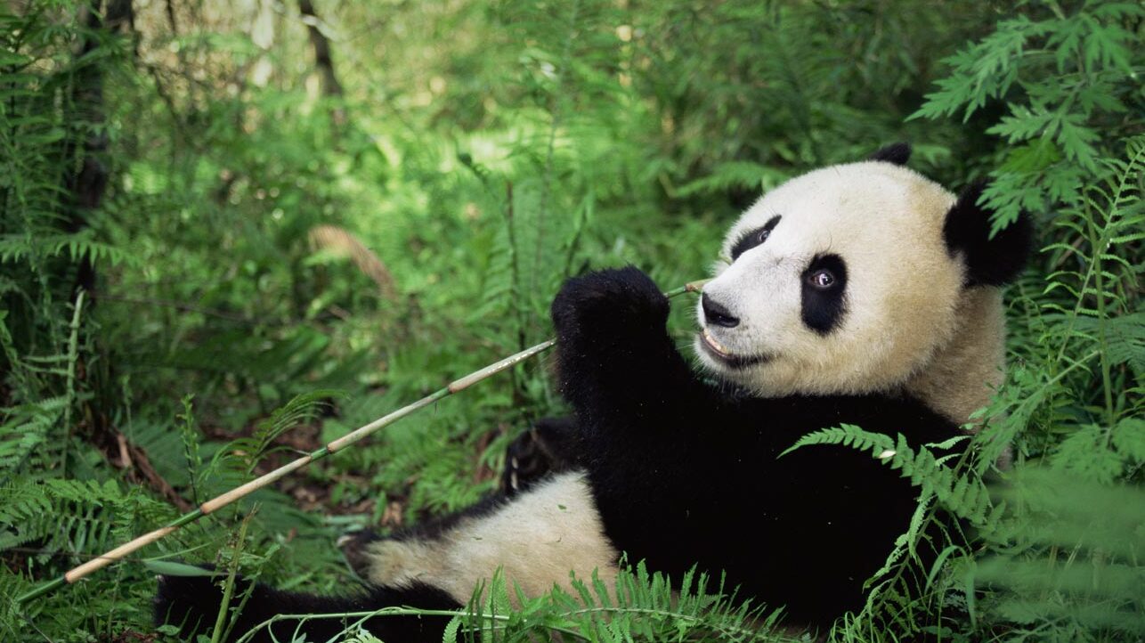 Un panda géant : Réserve naturelle du panda géant de Wolong - Aba | Secret World Trip Planner