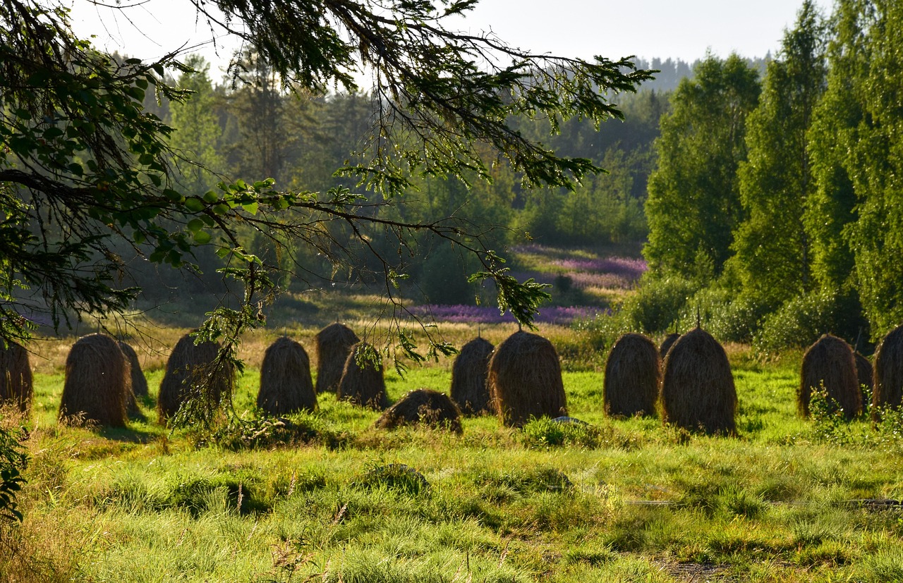 En finsk sommar är inte komplett utan Grillimakkara | Secret World Trip Planner