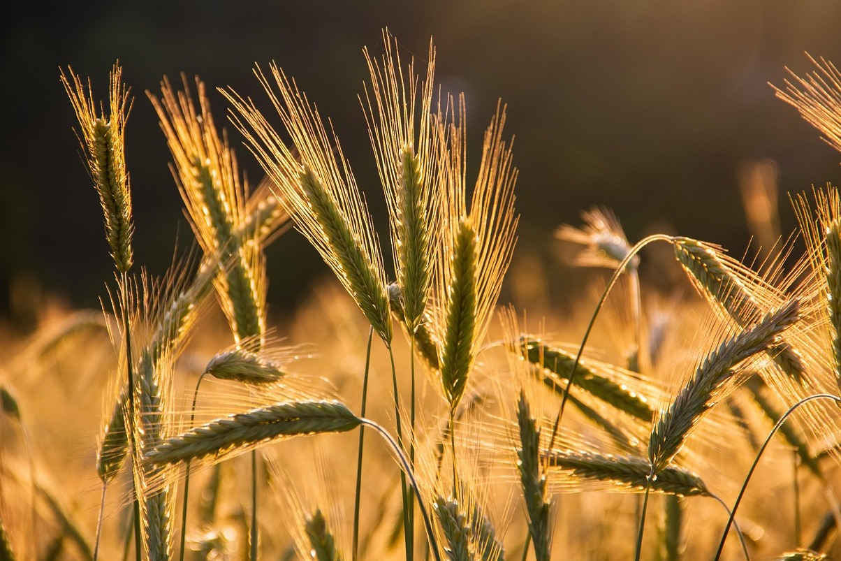 Мустафа тухай ариун цэврийн унших залбирлаа хэрхэн орох болон гарах | Secret World Trip Planner