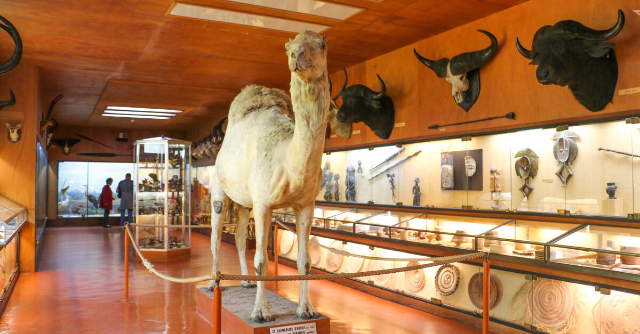 નેપોલિયન બોનાપાર્ટની ઊંટ - Île-d'Aix | Secret World Trip Planner