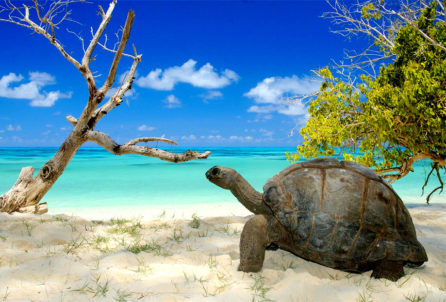 Aldabra : l'atoll des merveilles... - Secret World