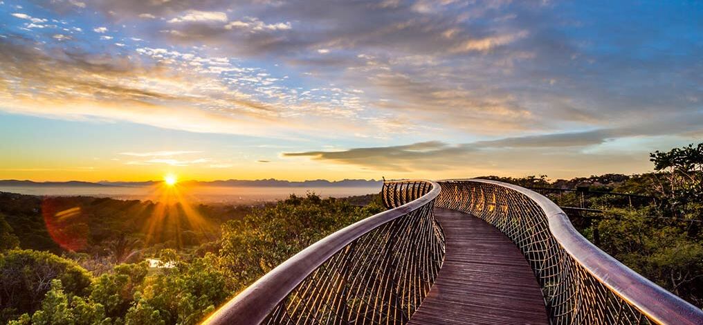 Kirstenbosch Satus Wit Canopy Walkway - Cape Town | Secret World Trip Planner