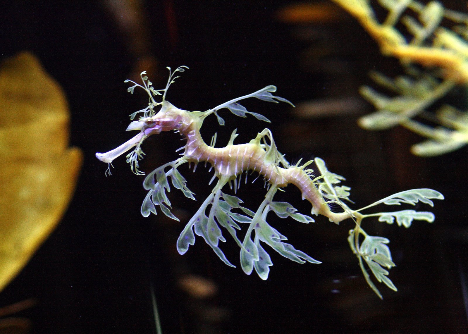 John G. Shedd Aquarium i Chicago - Chicago | Secret World Trip Planner