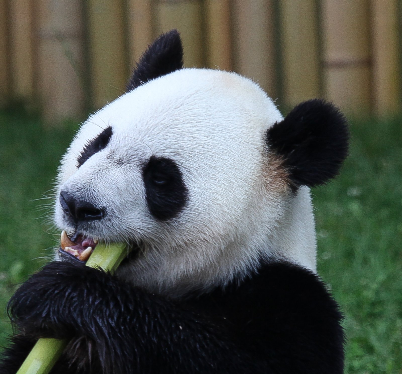 Toronto Zoo | Canada mkubwa wa Zoo - Toronto | Secret World Trip Planner