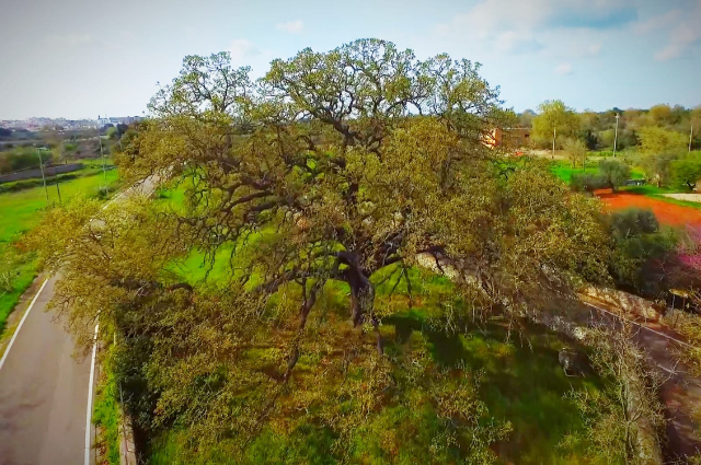 La Quercia Vallonea di Tricase - 73039 Tricase | Secret World Trip Planner