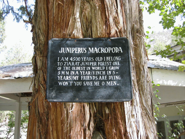 La foresta di ginepri di Ziarat, - Ziarat | Secret World Trip Planner