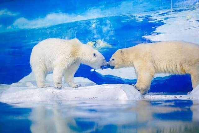 Parque Marino Polar de Qingdao - Qingdao | Secret World Trip Planner