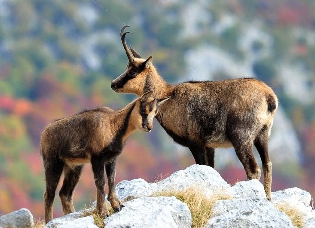 アブルッツォシャモア：世界で最も美しい - Alfedena | Secret World Trip Planner