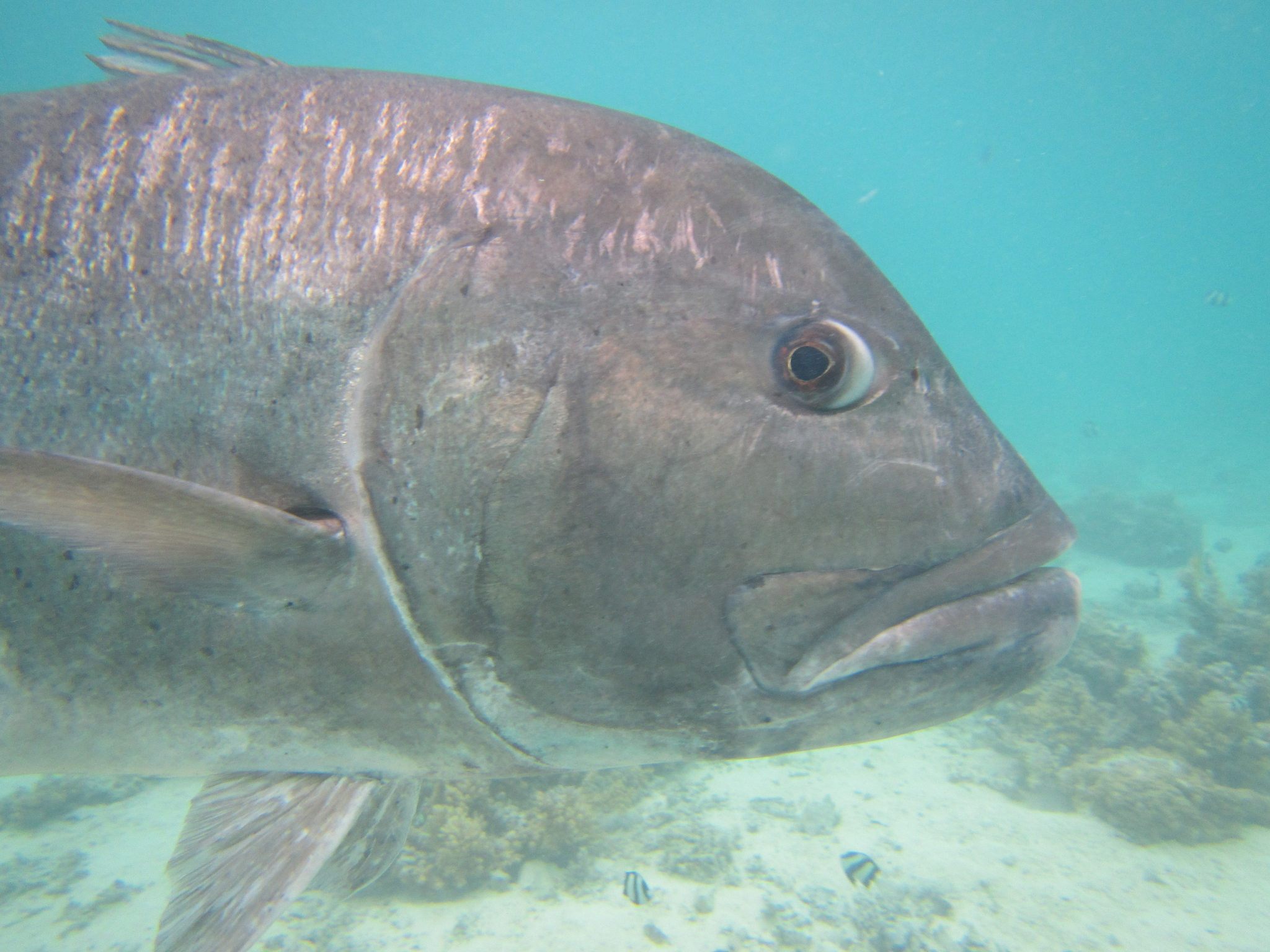 Les îles Cook | Aitutaki et le plus beau lagon du monde. - Aitutaki | Secret World Trip Planner