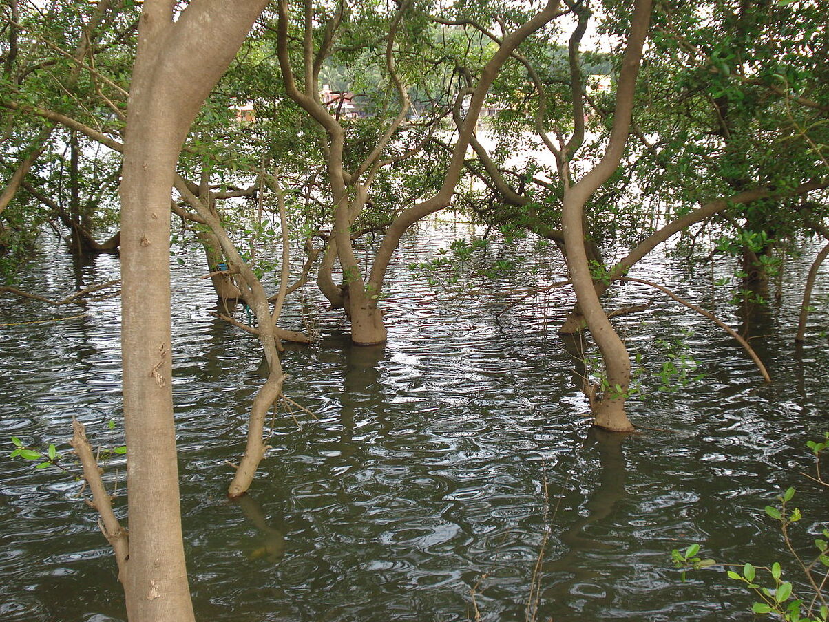 Sjávar Vistkerfi Miðju Soonabai Pirojsha Godrej - Mumbai | Secret World Trip Planner