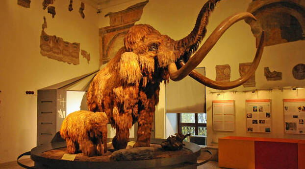 Бергамо / Музей природничих наук Енріко Каффі - Bergamo | Secret World Trip Planner