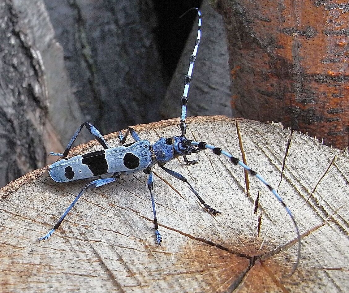 An phailin agus an annamh Gorm Ciaróg | Secret World Trip Planner