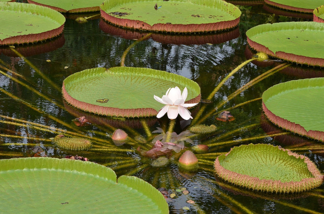 The Victoria Amazonica, a Gigantic Waterlily of the Amazon - Chaves | Secret World Trip Planner