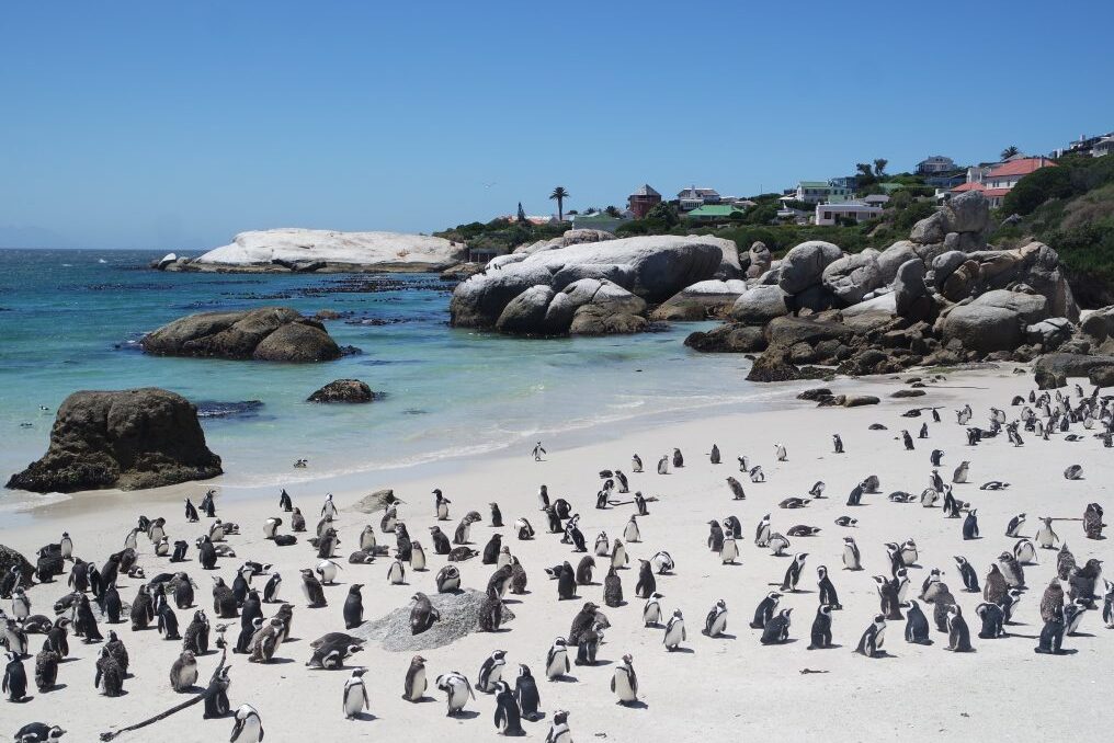 Boulders Beach näitab Kaplinna maastikke  - Cape Town | Secret World Trip Planner