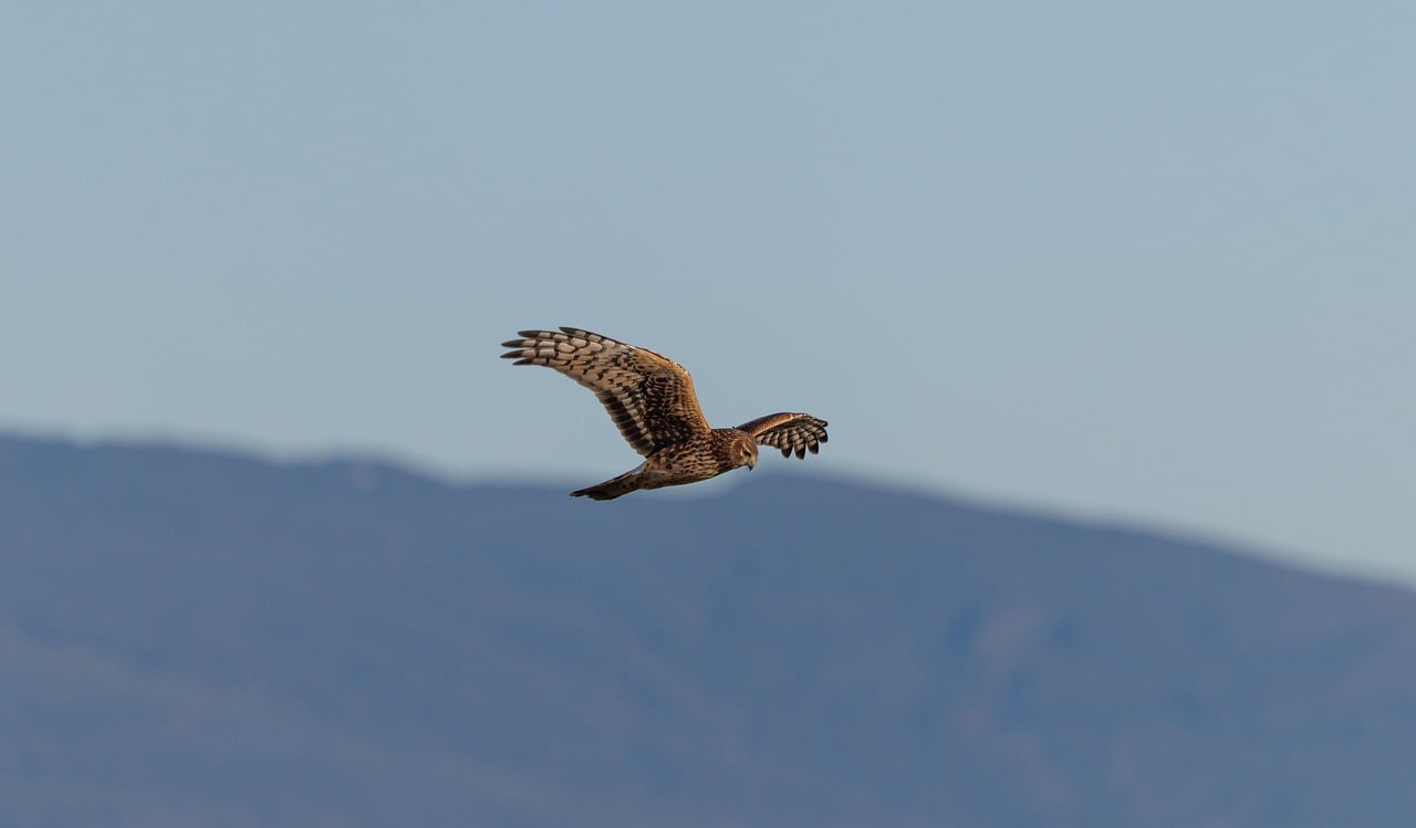 Campania / osoa pizza (Pizza Chiena ) - Avellino | Secret World Trip Planner