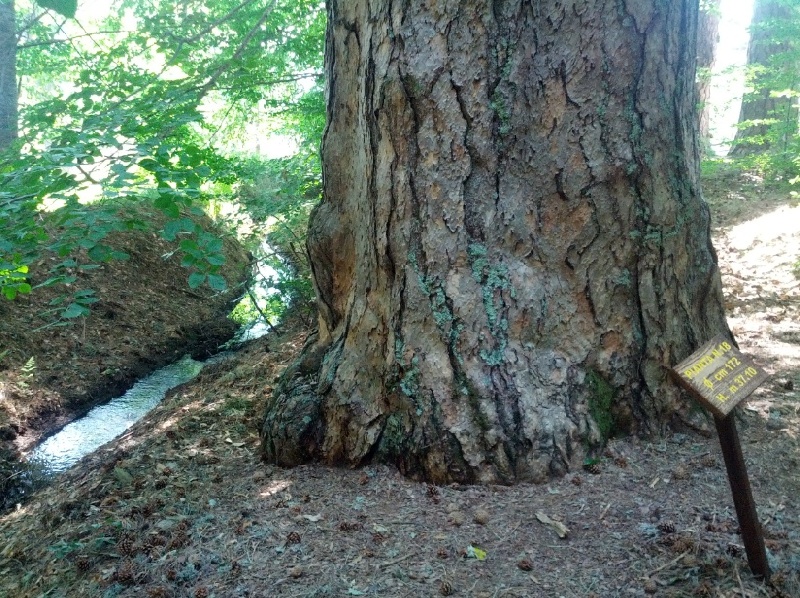 Ang mga Higante ng Sila