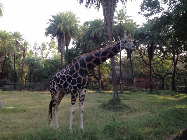 Parco zoologico Nehru - Hyderabad | Secret World Trip Planner