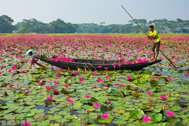 Le spectacle vibrant des nénuphars rose vif fleurissant à Barisal - Barishal | Secret World Trip Planner