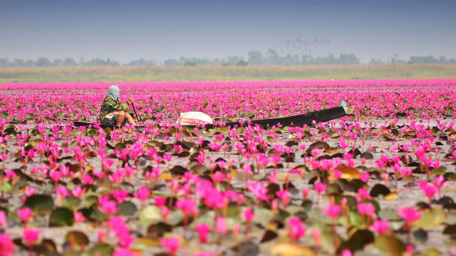 Le spectacle vibrant des nénuphars rose vif fleurissant à Barisal - Barishal | Secret World Trip Planner