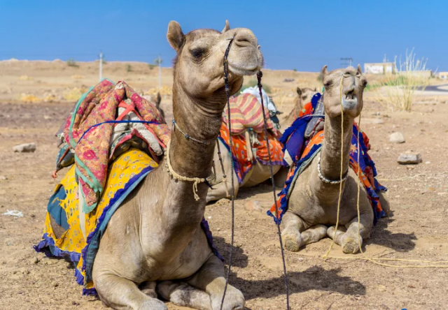 타르 사막 - Thar Desert | Secret World Trip Planner