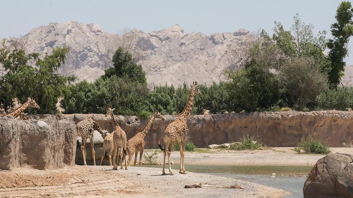 艾恩动物园 - Al Ain | Secret World Trip Planner