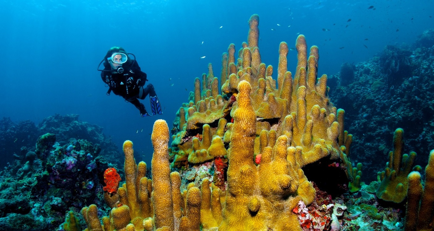 Ans Chastanet koraljni greben luka | Secret World Trip Planner