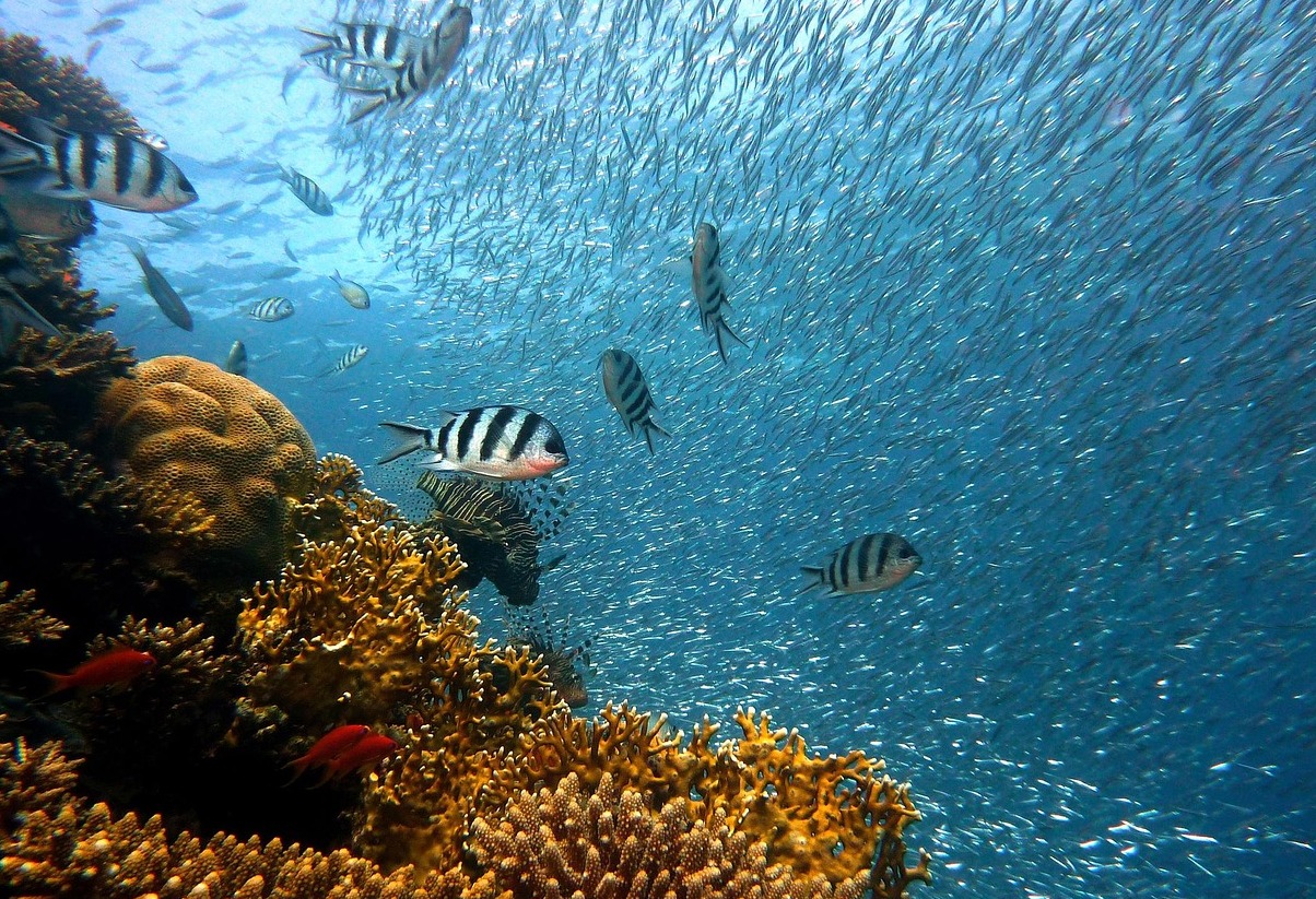 Ans Chastanet koraljni greben luka | Secret World Trip Planner