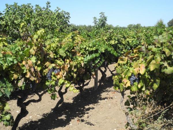 Primitivo aus Manduria - Manduria | Secret World Trip Planner