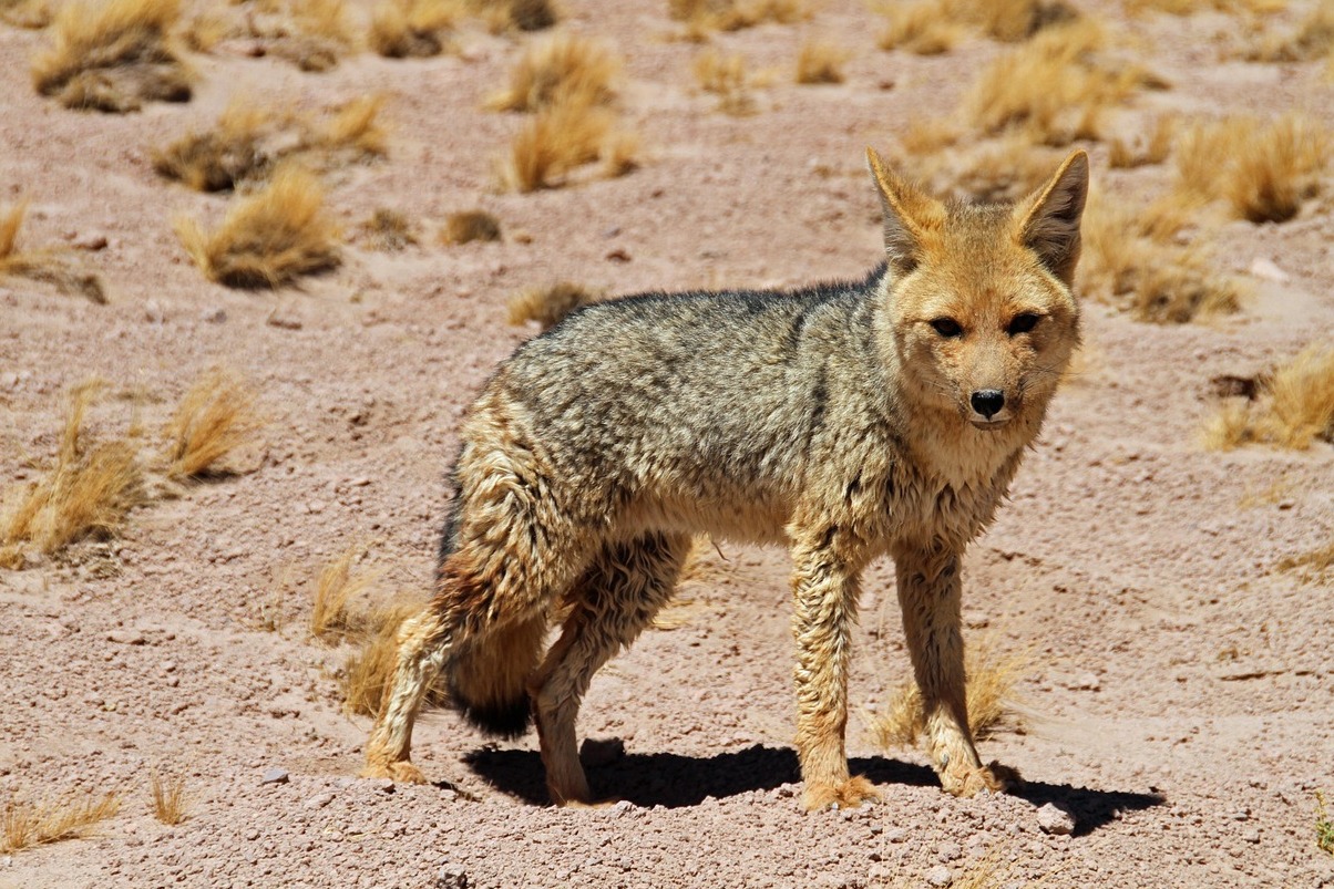 Puščava Atacama v Čilu - Antofagasta | Secret World Trip Planner