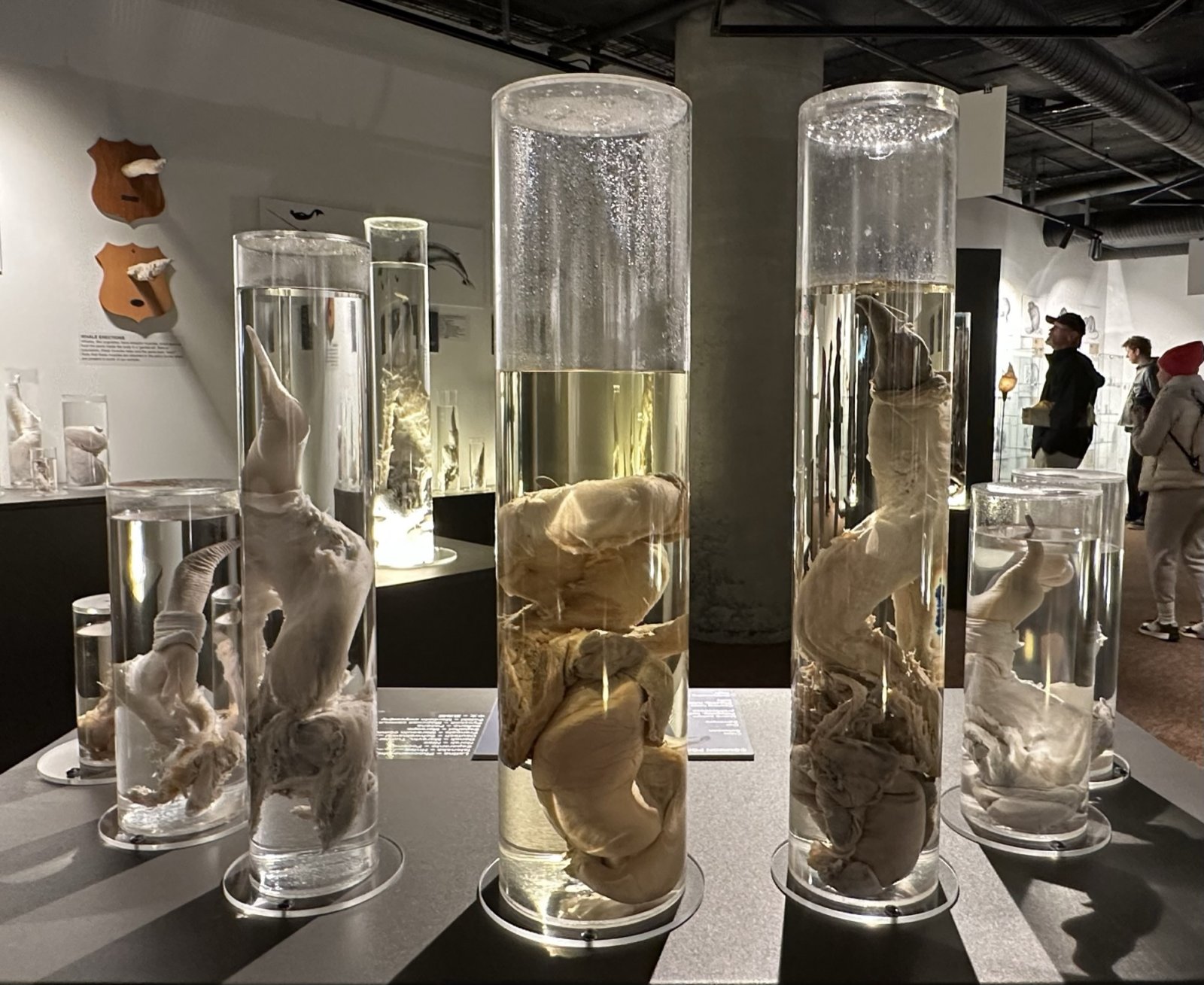 Islandia y su singular Museo Falológico de Islandia - Reykjavík | Secret World Trip Planner