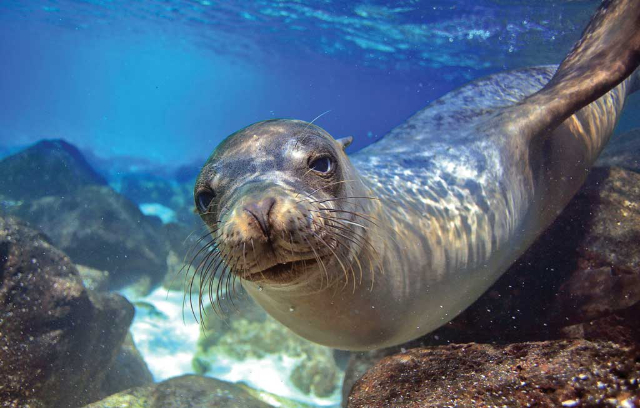 Nationaal Marien Park van Alonnisos en de noordelijke Sporaden - Alonnisos | Secret World Trip Planner